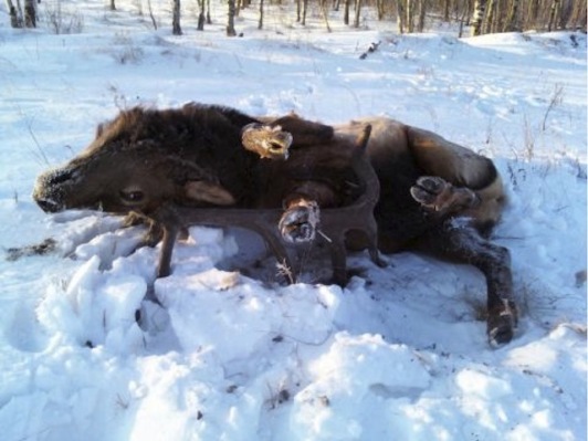 elk upside down