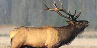 Elk Hunting