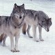 Budget Bill to Remove Wolves off Endangered Species List