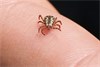 Ticks - How Do they Find You?