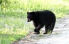Michigan Hunter Attacked by Black Bear While in Stand