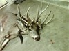30 Point Doe Taken in Illinois Could be Record