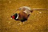 Nonresident Pheasant Hunters Bring $185 Million to South Dakota in 2011