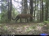 Michigan Trail Camera Captures Cougar, Suggests Growing Population