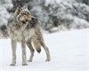 Claims For Wolf Depredation in Montana Decline in 2013