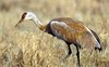 Kentucky is First to Allow Sandhill Crane Hunting