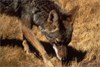 West Virginia and Utah Consider Coyote “Bounties”