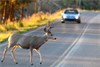 Deer Collision Study Reveals Best State to Bag a Deer with a Vehicle