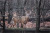 West Virginia Deer Harvest Up 20 Percent Over 2010