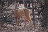 Missouri Confirms CWD in Wild Deer