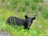 An Incomplete Kill Almost Gets a Hunter Killed after Bear “Rises from the Dead”