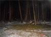 Caught on TrailCamera - Single Bobcat Takes Down Adult Deer