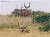 Wyoming's Largest Poaching Case Wraps Up After 3 Years