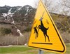 Town of Waterton Gets Help from Dogs to Fend Off Aggresive Deer