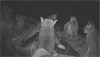 Eight Mountain Lions in One Trailcam Picture!