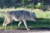 Coyotes Swarm Group of Canadian Campers