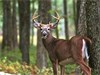 The Ultimate Deer Hunting Challenge - Whitetail SLAM