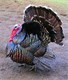Turkey Hunting Safety Tips - Don't forget these at Seasons Open