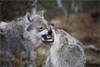 Michigan Wolf Hunting Season Could Begin This Fall