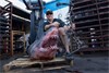 NEW Bowfishing World Record Mako Shark