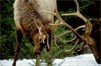 A Guide to Field Judging Trophy Elk - Learn How Before the Season Begins