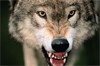 Wisconsin Wolf Depredation Damages Total $1.5 Million Since 1985
