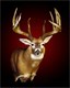 NEW Typical Record Whitetail Snubbed by B&amp;C - The Johnny King Buck