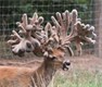 The Buck Known as Free Agent becomes the Largest Ever at 500 Plus Inches