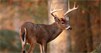 Illinois Hunters and Game Officials Clash Over CWD Management