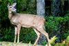 Whitetail Doe Nearly Tramples Baby