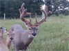 Find (And Buy) Your Next Big Buck on Craigslist