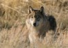 Feds to Delist Great Lakes Wolf Population