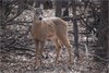 Wisconsin Opens Website About CWD - Reveals NEW Plan
