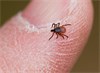 NEW Spray Kills Lyme Disease Carrying Tick