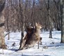 Eagle vs Deer: Rare Trail Camera Photos